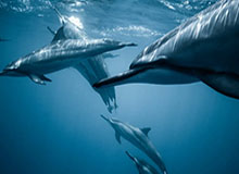 乐鱼leyu官网-性格决定命运？为何图赫尔每次执教总以核爆结束